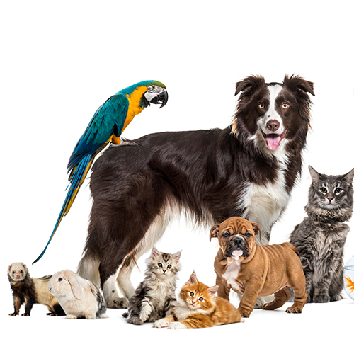 Animal Encounters LIVE!
